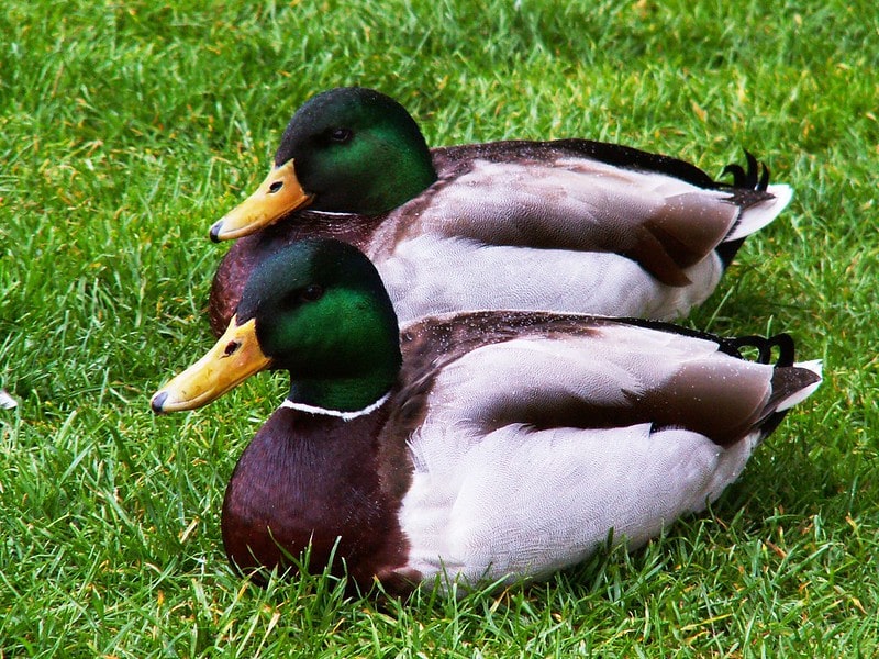 duck couple. facts about ducks