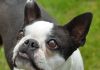 Boston terrier with eyes highlighted
