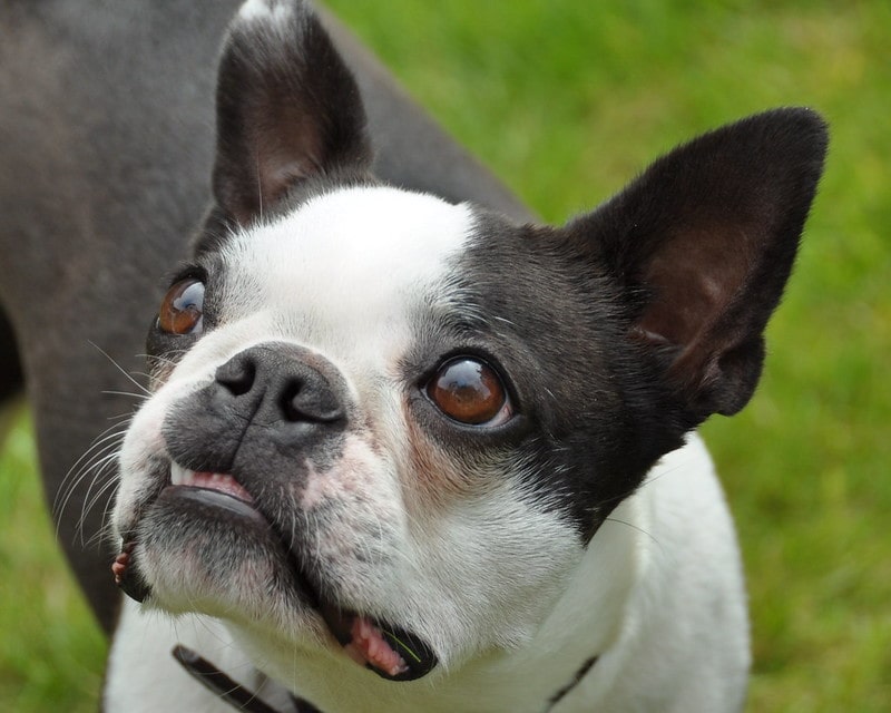 Boston terrier with eyes highlighted