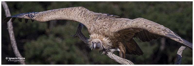 Griffon Vulture on a tree branch