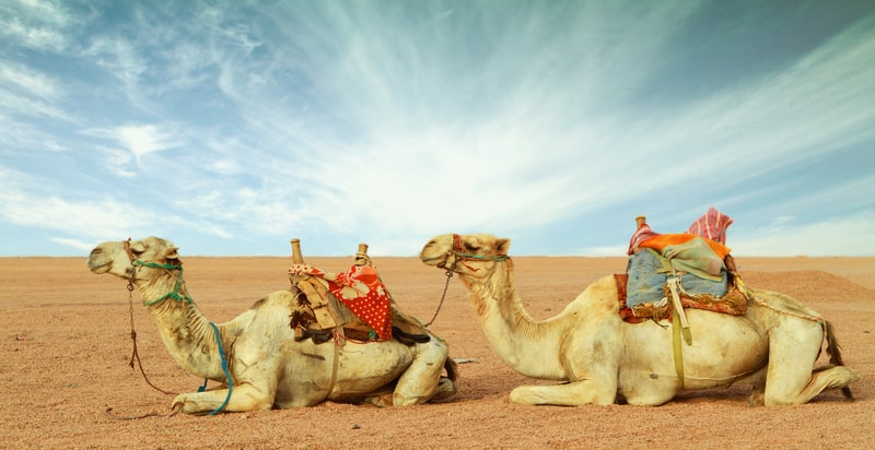 Camels in desert. Camel fact file