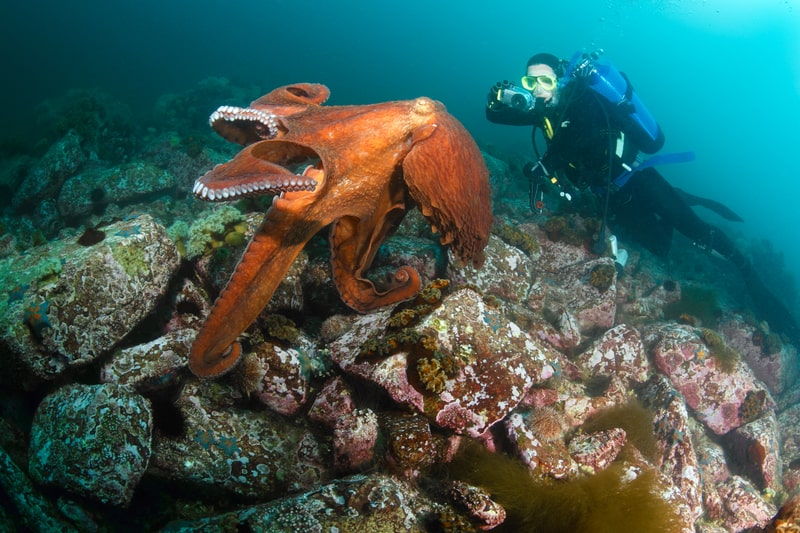 Giant octopus dofleini and diver