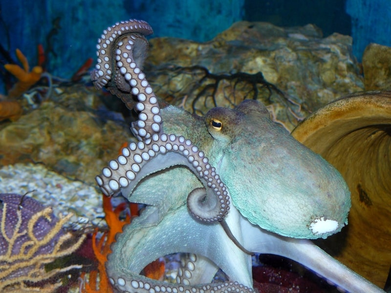 Octopus up close