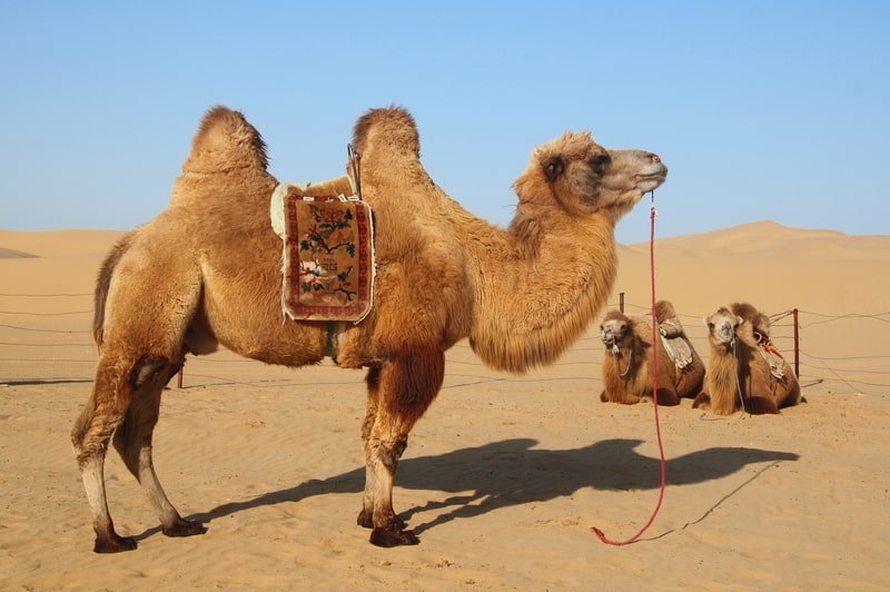 Camels in desert. camel facts
