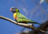 A rainbow lorikeet (Australian parrot) sitting on a gum tree