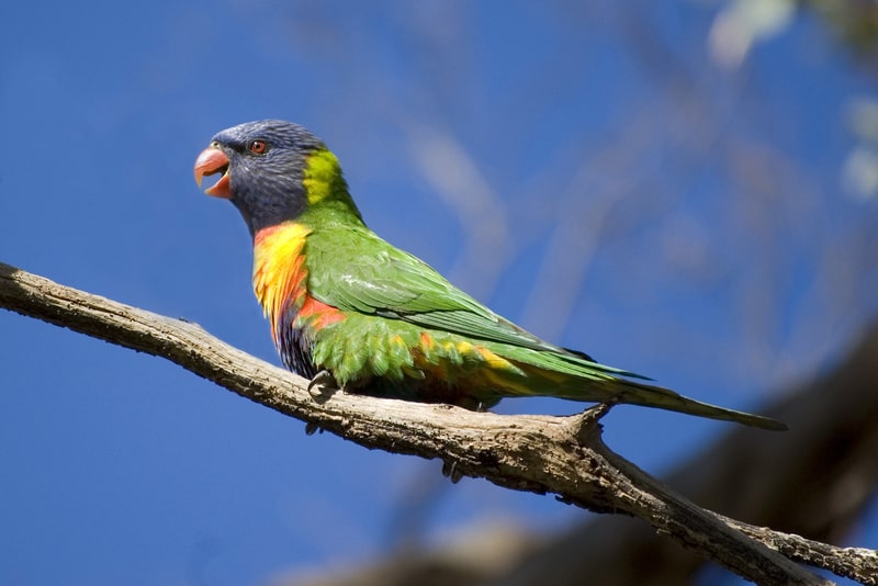 A rainbow lorikeet (Australian parrot) sitting on a gum tree. facts about parrots