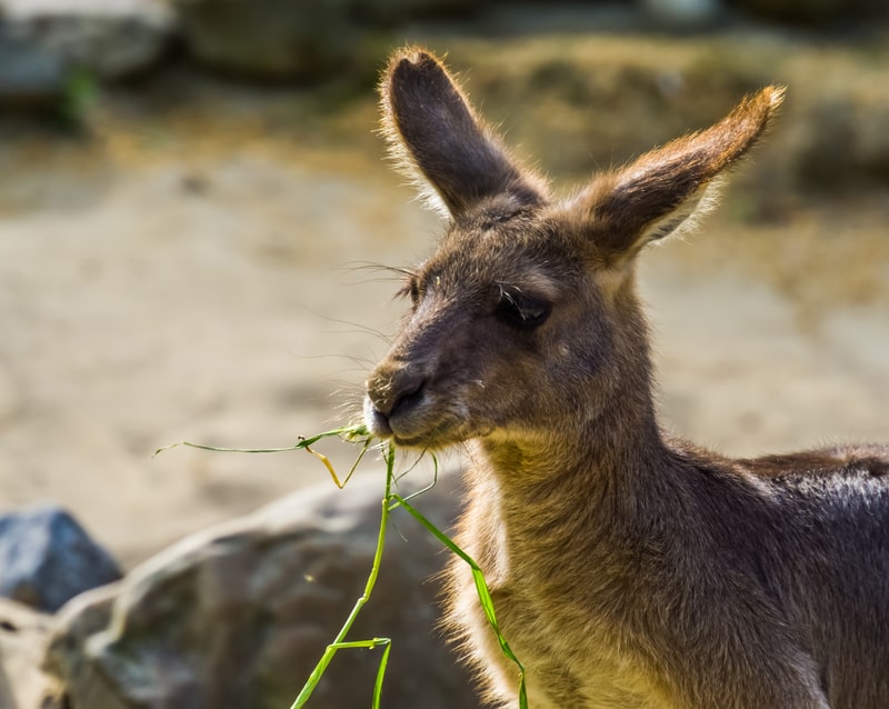 Eastern grey kangaroo eating grass