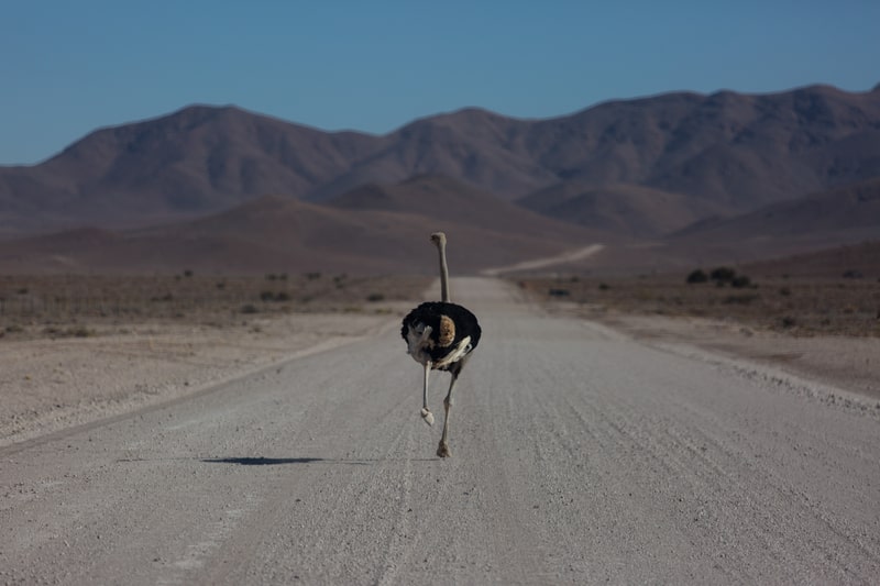 ostrich running with high speed along the road in Namibia desert
