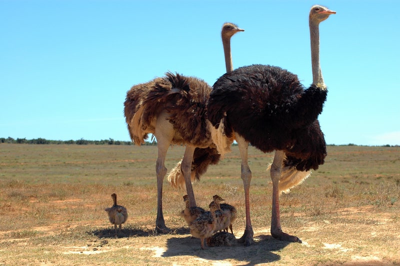 A male and a female ostrich with his little chicks. Ostrich fact file