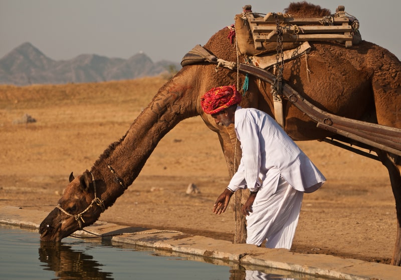 A camel trader with his camel at the Pushkar cattle fair in Rajasthan, India.