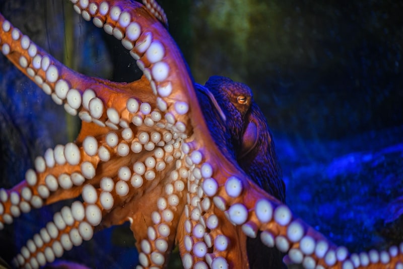 a Pacific Octopus tentacles and suckers 