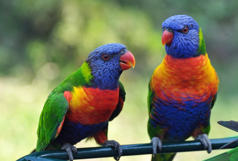 A pair of Rainbow Lorikeets, parrot facts 