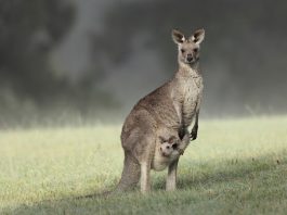 Eastern Grey Kangaroo with joey.