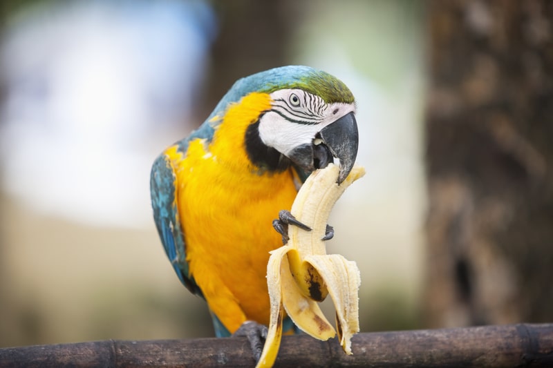 Blue and yellow Macaw eating banana. parrots fact file