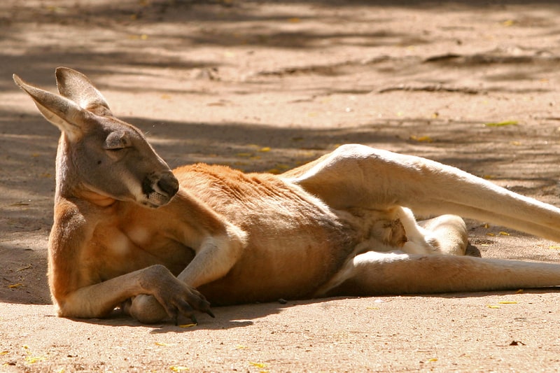 Red kangaroo resting