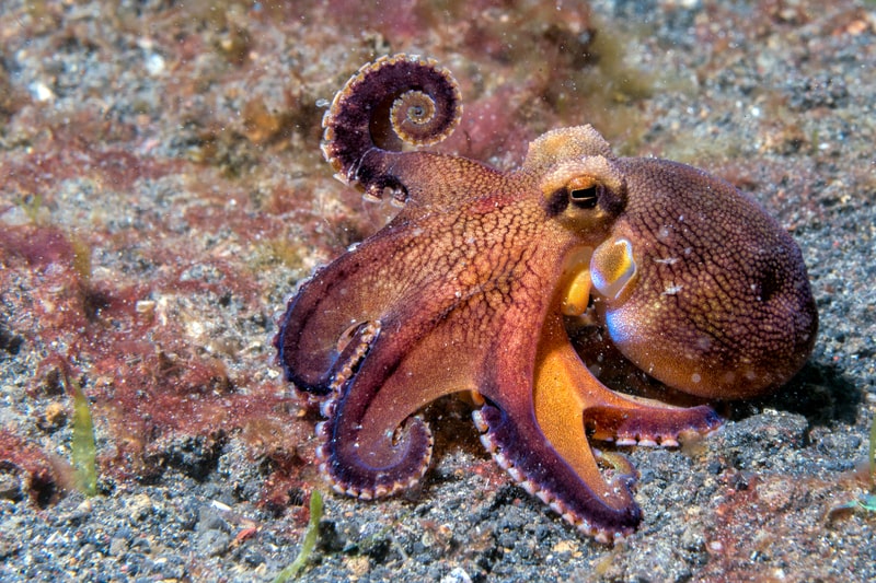 Coconut octopus underwater
