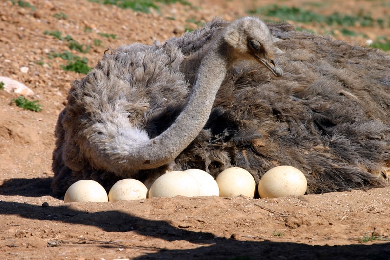 A female ostrich sitting on and caring for eggs.