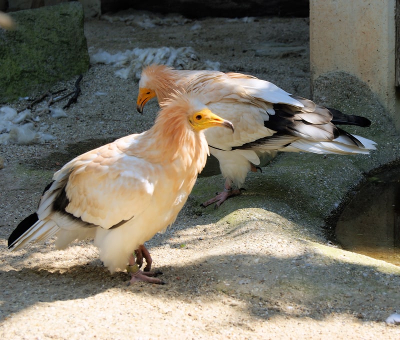 a pair Egyptian vulture