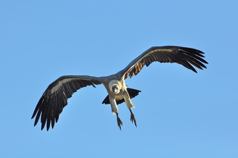 Vulture about to Strike on its prey