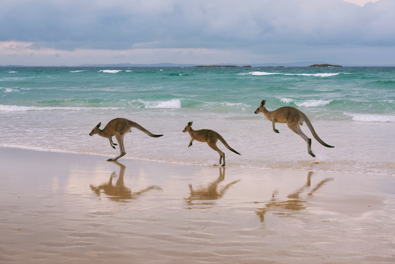 Kangaroo family. facts about kangaroos