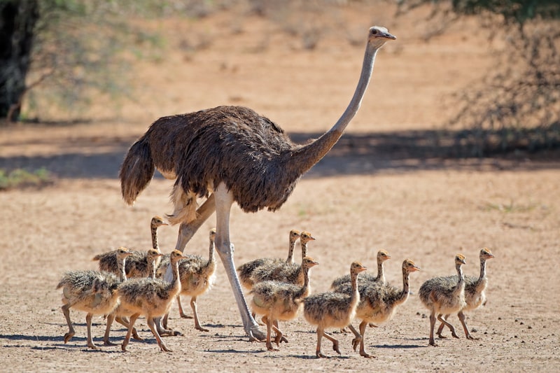 Ostrich with chicks. facts about ostriches