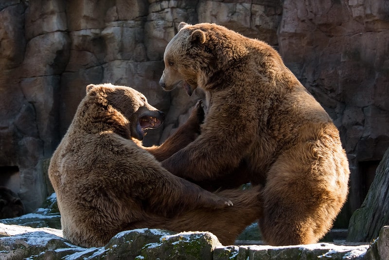 Two brown bears during "play time". Facts about grizzly bears