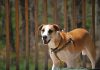 American Foxhound playing outdoor