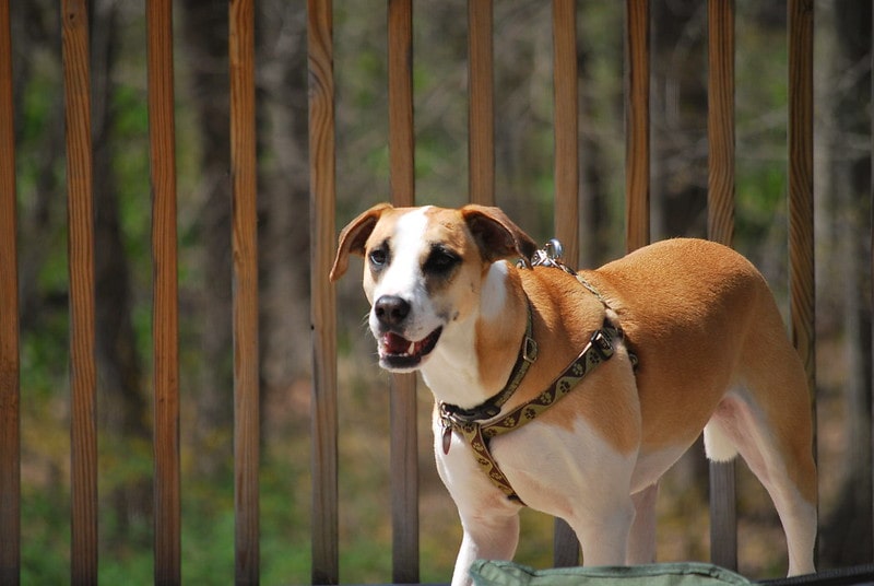 American Foxhound playing outdoor