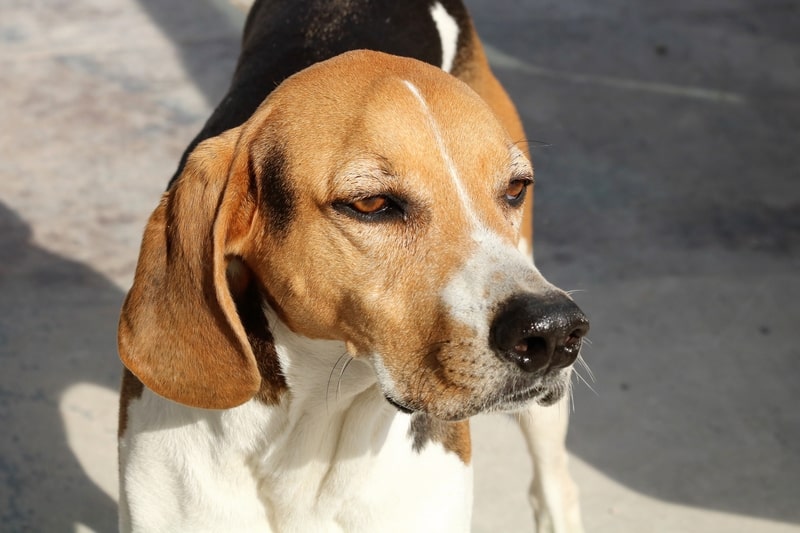 facts about American foxhound