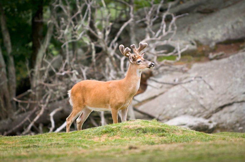 White Tailed Deer in Blue Ridge. white-tailed deer facts