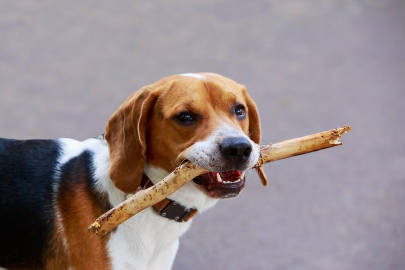 facts about American Fox Hound