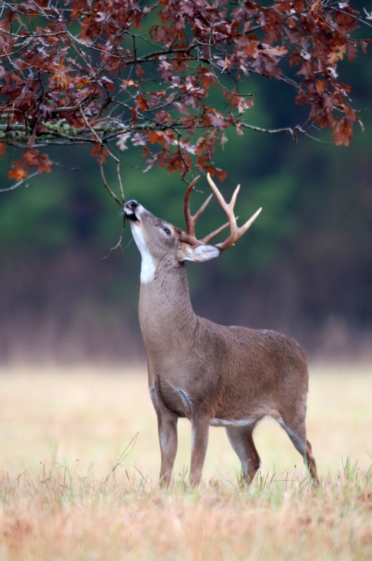 white tailed deer eating. facts about white-tailed deer for kids
