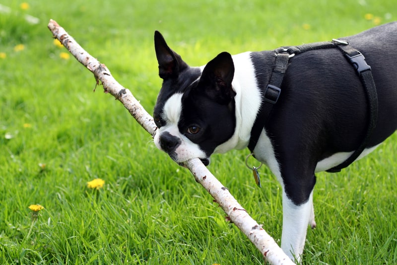 A Boston Terrier carrying around a large stick.