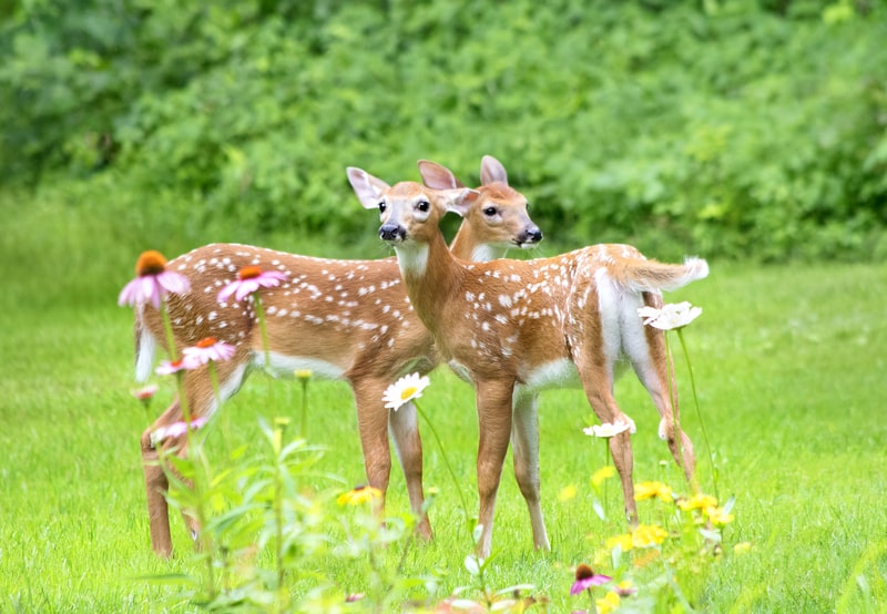 white-tailed deer facts
