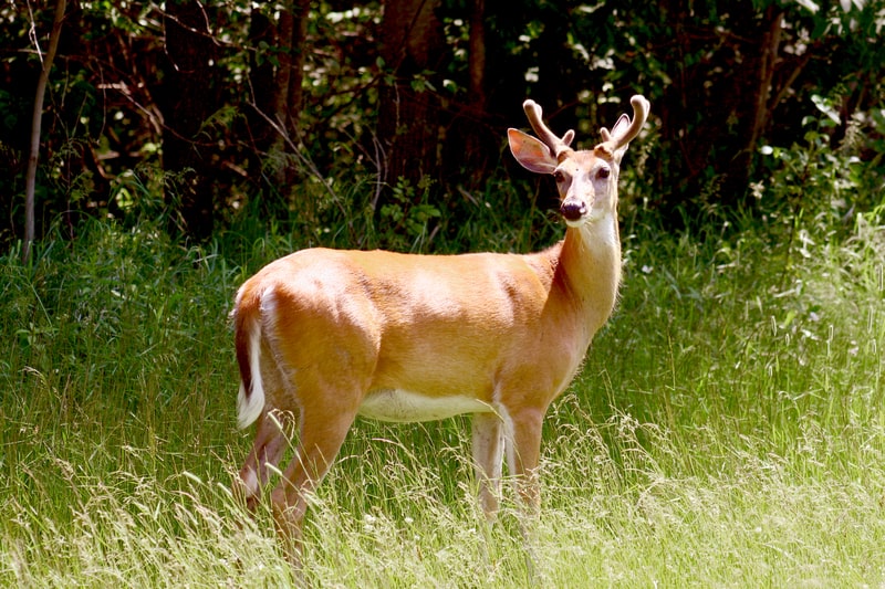 facts about White tailed deer