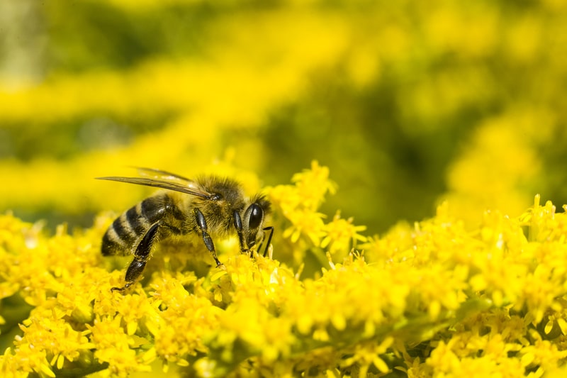 Bee on yellow goldenrod. facts about Delaware