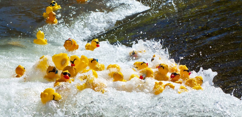 Rubber Duck Racing. Connecticut facts