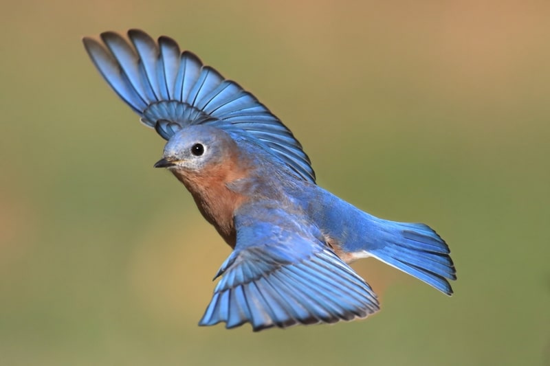 Male Eastern Bluebird in flight