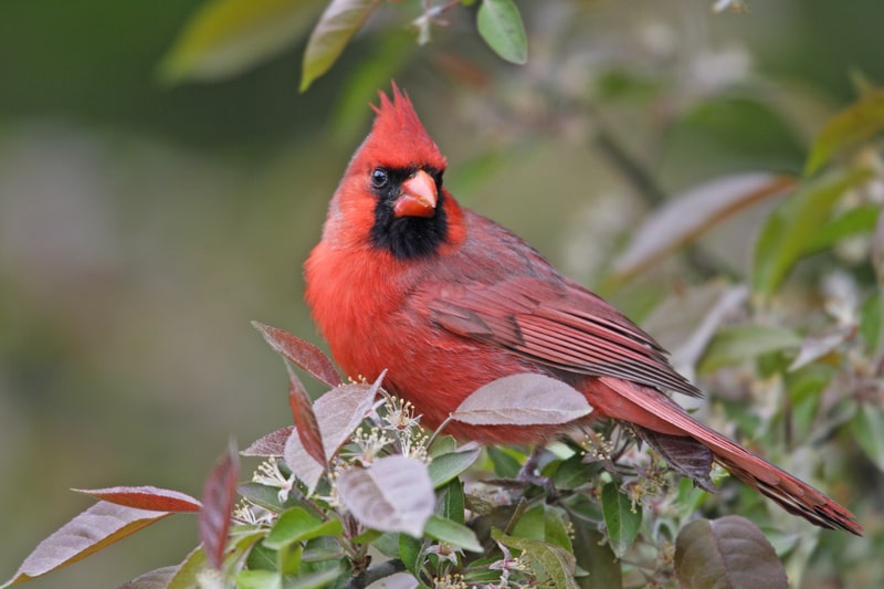 Northern Cardinal perched on branch. 