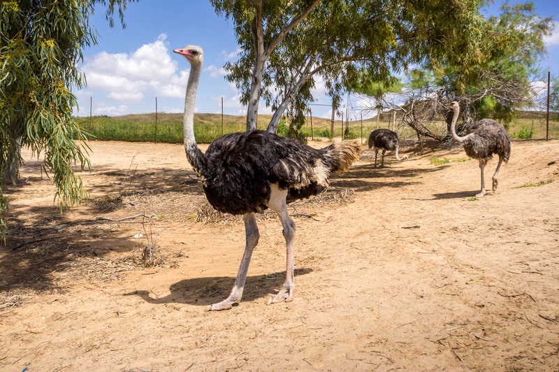 Ostriches on the ostrich farm. Arkansas facts