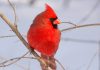 male Northern Cardinal during a midwest winter.