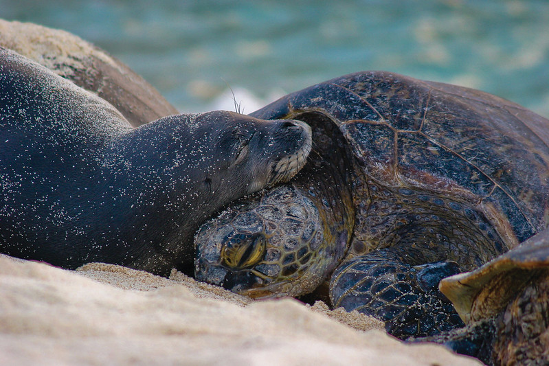 A Hawaiian monk seal and green sea turtle napping