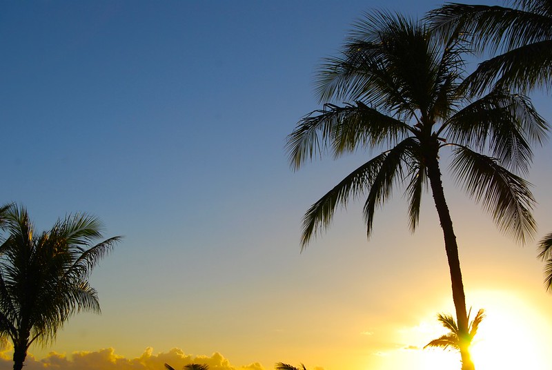 palm tree n a beach. Hawaii fact sheet