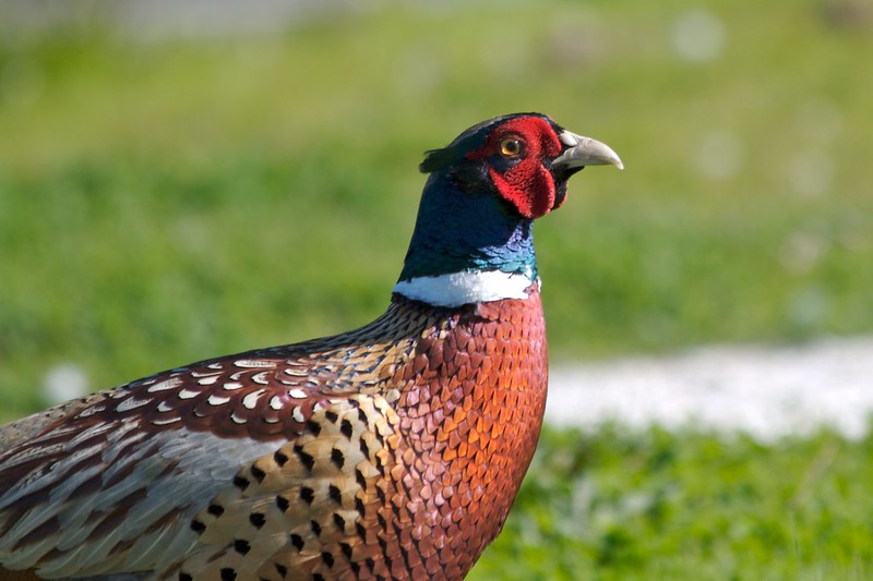 The ring-necked pheasant.