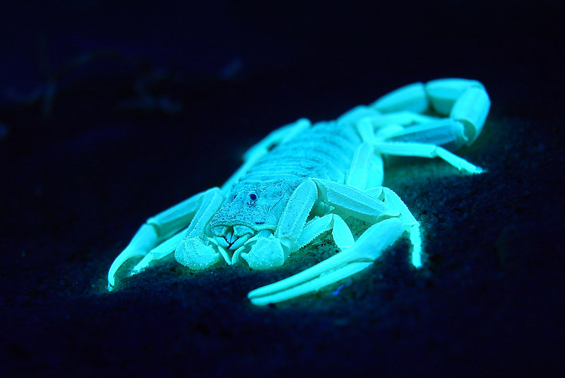 Arizona, ultraviolet light scorpions