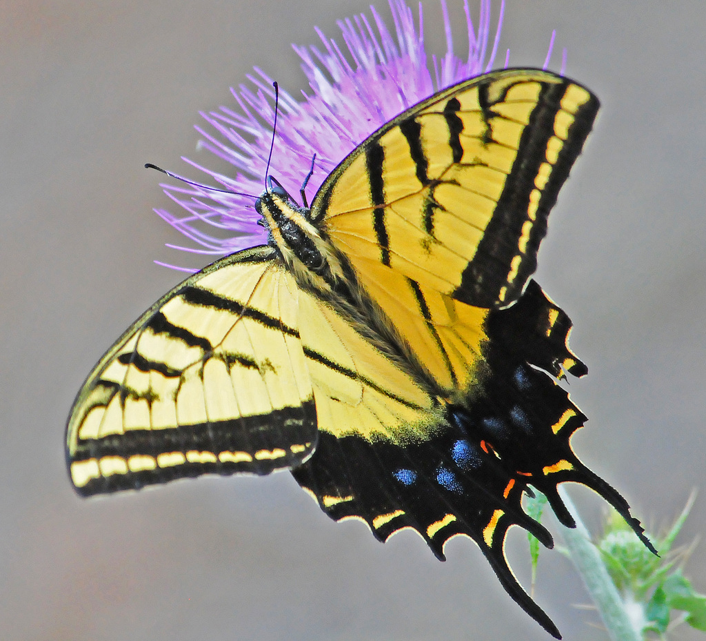 The two-tailed swallowtail butterfly. Note that each wing has one long "tail" and one short. 